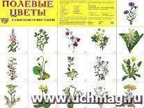 Цветы полевые. Демонстрационные картинки
