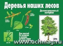 Демонстрационный материал. Деревья наших лесов