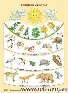 Плакат "Пищевые цепочки"
