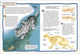 Кошки и котята. 100 фактов — интернет-магазин УчМаг
