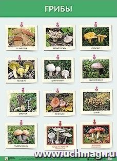 Плакат "Грибы"