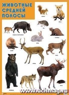 Плакат "Животные средней полосы"