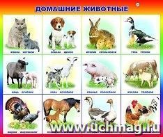 Плакат "Домашние животные"