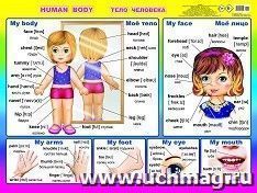 Плакат "Тело человека. Human body"
