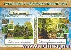 Плакат "Смешанные и широколиственные леса": формат А3
