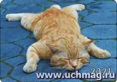 Календарь карманный "Котик" 2021