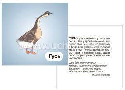 Домашние птицы: 12 развивающих карточек с красочными картинками, стихами и загадками для занятий с детьми — интернет-магазин УчМаг