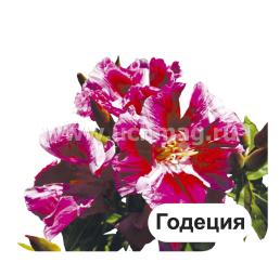 Двулетние садовые цветы: 12 развивающих карточек с красочными картинками, стихами и загадками для занятий с детьми — интернет-магазин УчМаг