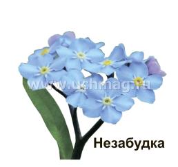 Многолетние садовые цветы: 12 развивающих карточек с красочными картинками, стихами и загадками для занятий с детьми — интернет-магазин УчМаг