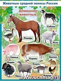 Плакат "Домашние животные"
