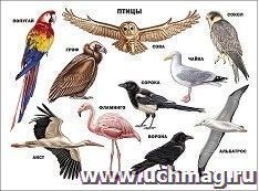 Плакат "Птицы"