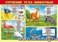Плакат "Строение тела животных"