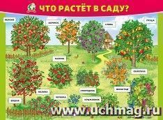 Плакат "Что растёт в саду?"