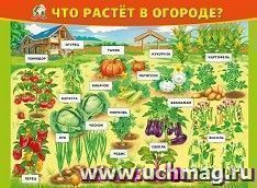 Плакат "Что растёт в огороде?"
