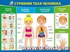 Плакат "Строение тела человека"
